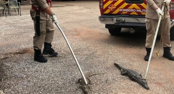 Bombeiros retiram quase 60 jacarés de lagoa em Porangatu; bebê já foi atacado
